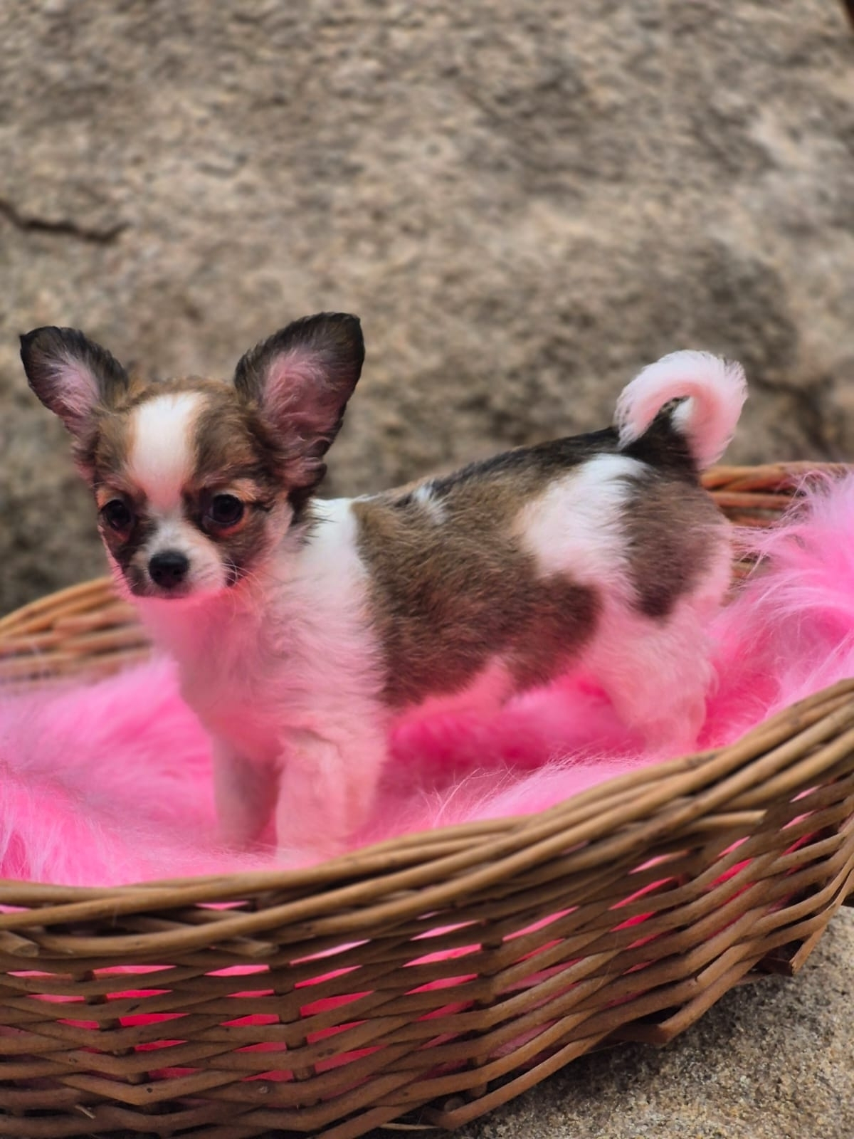 Chihuahua